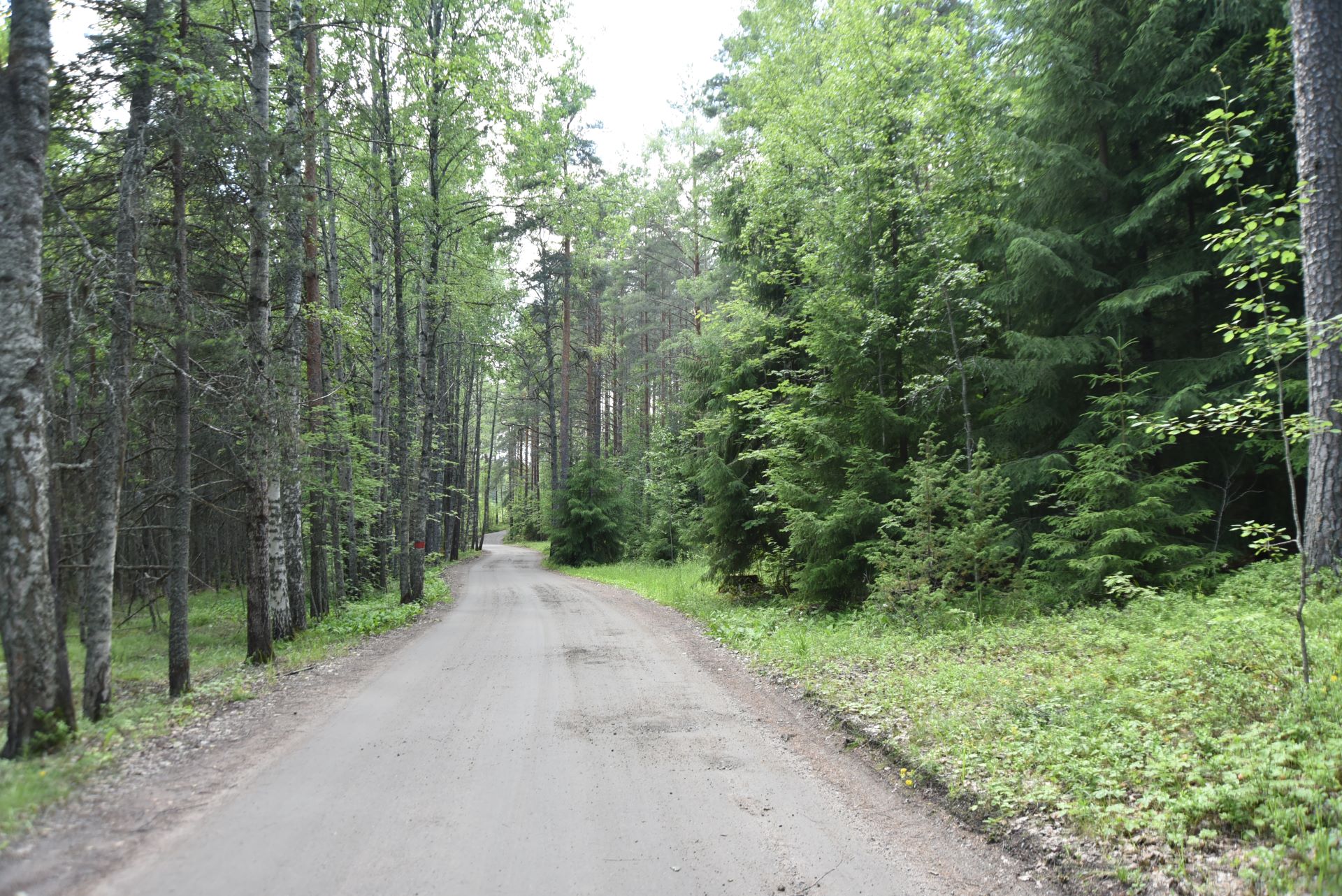 Vehreä metsäreitti Skinnarilassa